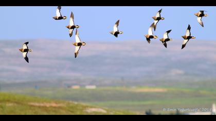 Bağırtlak » Black-bellied Sandgrouse » Pterocles orientalis