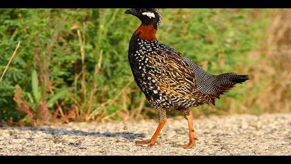 Turaç » Black Francolin » Francolinus francolinus