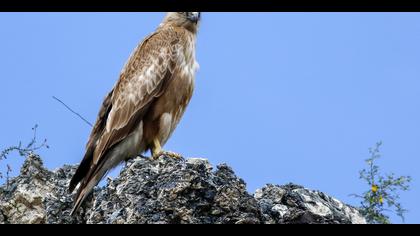 Kızıl şahin » Long-legged Buzzard » Buteo rufinus