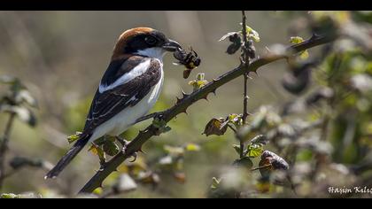 Kızılbaşlı örümcekkuşu » Woodchat Shrike » Lanius senator