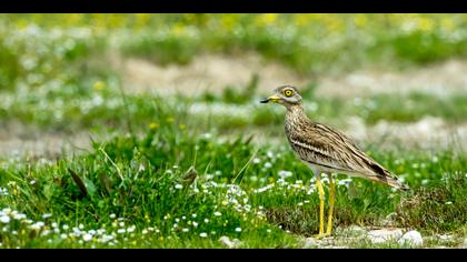 Kocagöz » Eurasian Stone-curlew » Burhinus oedicnemus