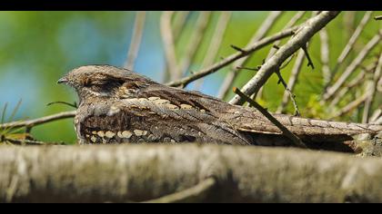 Çobanaldatan » European Nightjar » Caprimulgus europaeus