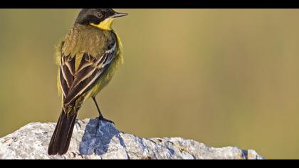 Sarı kuyruksallayan » Western Yellow Wagtail » Motacilla flava