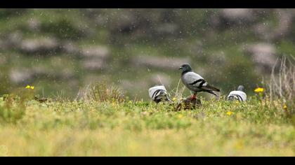 Kaya güvercini » Rock Dove » Columba livia