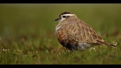 Dağ cılıbıtı » Eurasian Dotterel » Charadrius morinellus