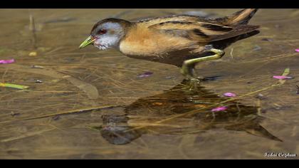 Bataklık suyelvesi » Little Crake » Porzana parva