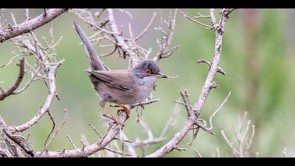 Maskeli ötleğen » Sardinian Warbler » Sylvia melanocephala