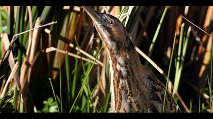 Balaban » Eurasian Bittern » Botaurus stellaris