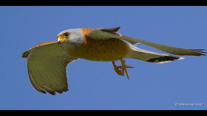 Küçük kerkenez » Lesser Kestrel » Falco naumanni