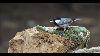 Çam baştankarası » Coal Tit » Periparus ater