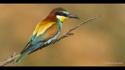 Arıkuşu » European Bee-eater » Merops apiaster