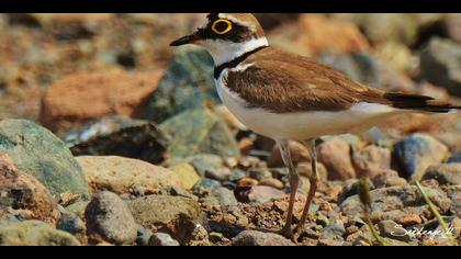 Halkalı küçük cılıbıt » Little Ringed Plover » Charadrius dubius