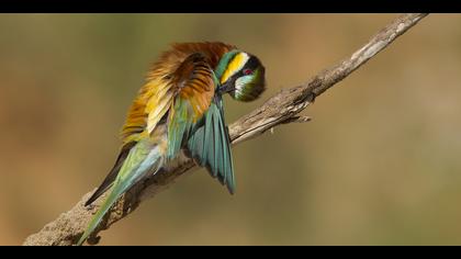 Arıkuşu » European Bee-eater » Merops apiaster