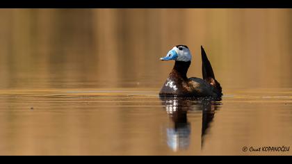 Dikkuyruk » White-headed Duck » Oxyura leucocephala