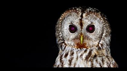 Alaca baykuş » Tawny Owl » Strix aluco