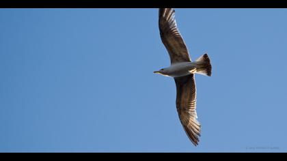 Gümüş martı » Yellow-legged Gull » Larus michahellis