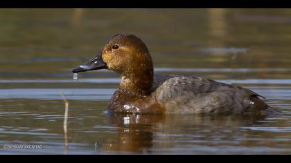 Elmabaş patka » Common Pochard » Aythya ferina