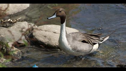 Kılkuyruk » Northern Pintail » Anas acuta