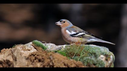 İspinoz » Common Chaffinch » Fringilla coelebs