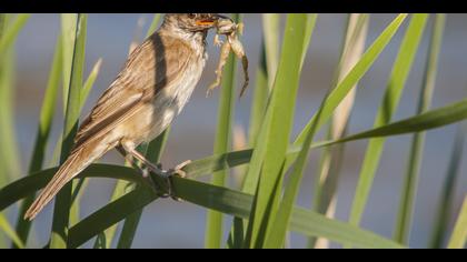 Büyük kamışçın » Great Reed Warbler » Acrocephalus arundinaceus