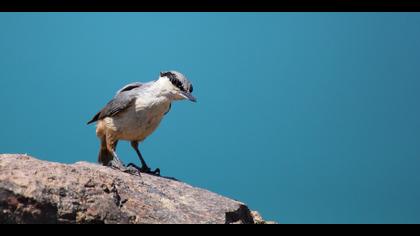 Kaya sıvacısı » Western Rock Nuthatch » Sitta neumayer