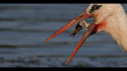 Leylek » White Stork » Ciconia ciconia