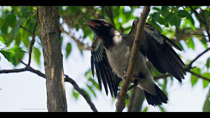 Leş kargası » Hooded Crow » Corvus cornix