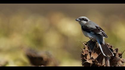 Karaalınlı örümcekkuşu » Lesser Grey Shrike » Lanius minor