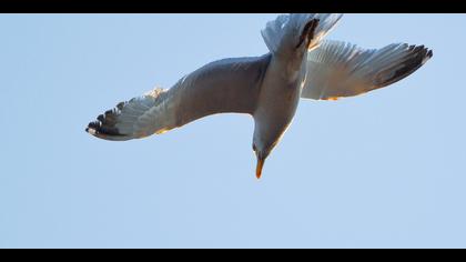 Gümüş martı » Yellow-legged Gull » Larus michahellis