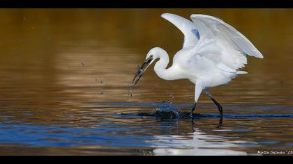 Küçük ak balıkçıl » Little Egret » Egretta garzetta