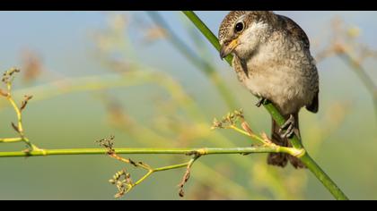 Kızılsırtlı örümcekkuşu » Red-backed Shrike » Lanius collurio