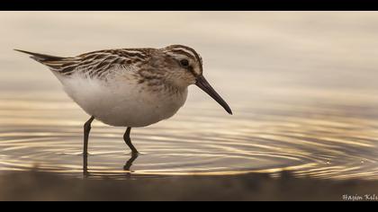 Sürmeli kumkuşu » Broad-billed Sandpiper » Limicola falcinellus