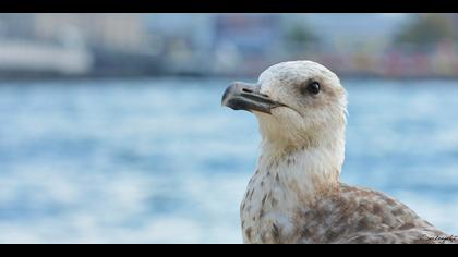 Gümüş martı » Yellow-legged Gull » Larus michahellis