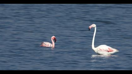 Küçük flamingo