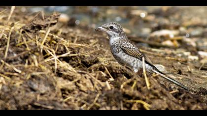 Maskeli örümcekkuşu » Masked Shrike » Lanius nubicus