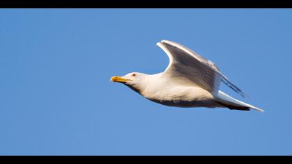 Gümüş martı » Yellow-legged Gull » Larus michahellis