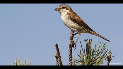 Kızılsırtlı örümcekkuşu » Red-backed Shrike » Lanius collurio