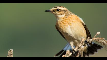 Çayır taşkuşu » Whinchat » Saxicola rubetra