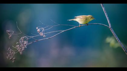 Söğütbülbülü » Willow Warbler » Phylloscopus trochilus