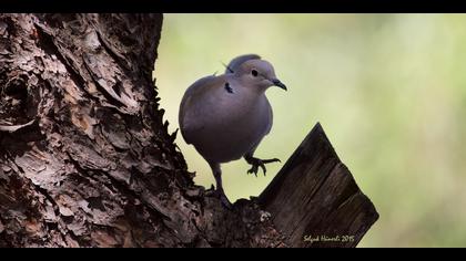 Kumru » Eurasian Collared Dove » Streptopelia decaocto