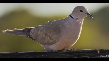 Kumru » Eurasian Collared Dove » Streptopelia decaocto