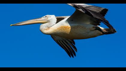 Tepeli pelikan » Dalmatian Pelican » Pelecanus crispus