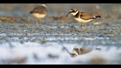 Halkalı cılıbıt » Common Ringed Plover » Charadrius hiaticula