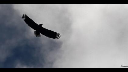 Akkuyruklu kartal » White-tailed Eagle » Haliaeetus albicilla