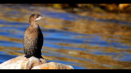 Küçük karabatak » Pygmy Cormorant » Microcarbo pygmaeus