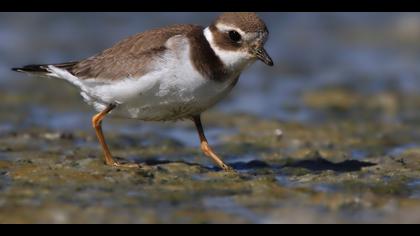 Halkalı cılıbıt » Common Ringed Plover » Charadrius hiaticula