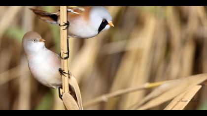 Bıyıklı baştankara » Bearded Reedling » Panurus biarmicus