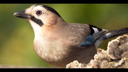 Alakarga » Eurasian Jay » Garrulus glandarius