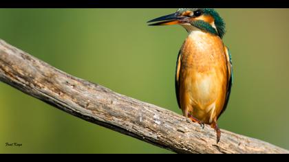 Yalıçapkını » Common Kingfisher » Alcedo atthis