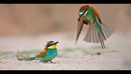 Arıkuşu » European Bee-eater » Merops apiaster